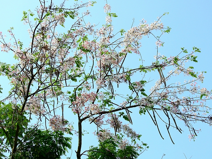 泰國櫻花花旗木,桃花陣雨綻放六龜天台山黃金寶殿。