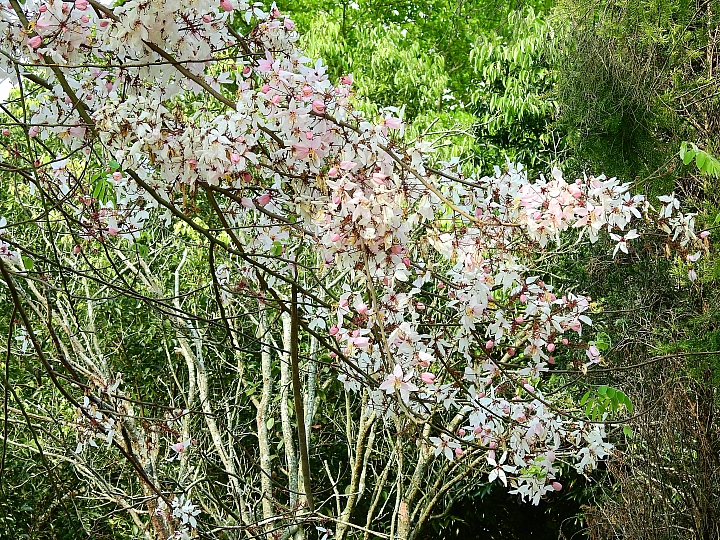 泰國櫻花花旗木,桃花陣雨綻放六龜天台山黃金寶殿。