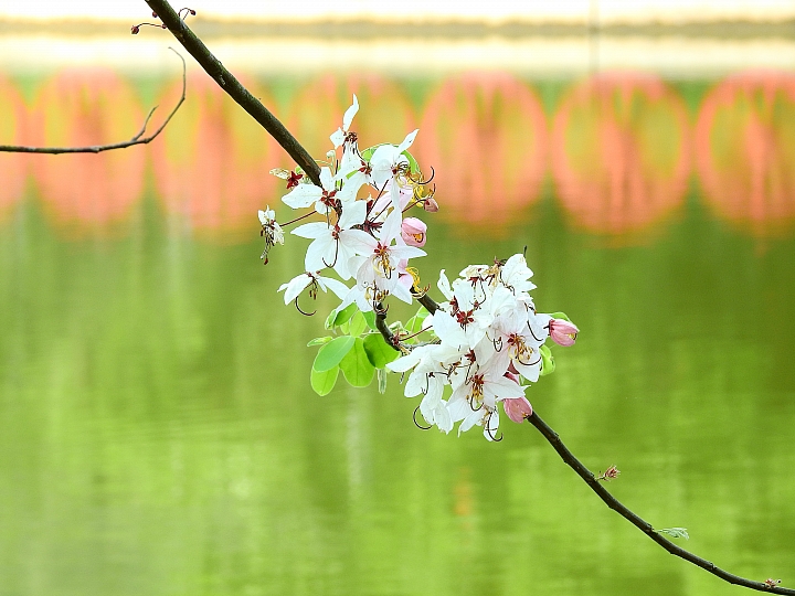 泰國櫻花花旗木,桃花陣雨綻放六龜天台山黃金寶殿。
