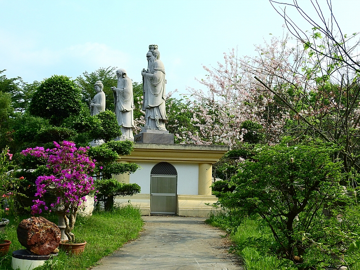 泰國櫻花花旗木,桃花陣雨綻放六龜天台山黃金寶殿。