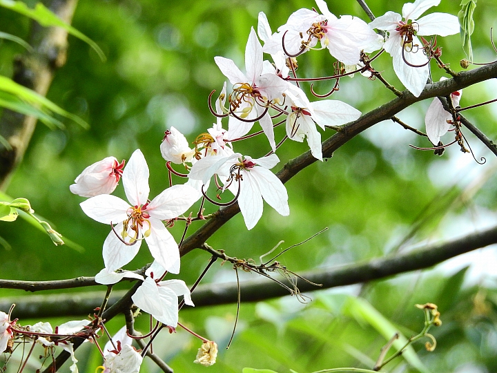 泰國櫻花花旗木,桃花陣雨綻放六龜天台山黃金寶殿。