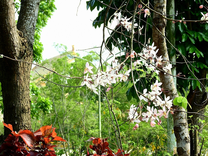 泰國櫻花花旗木,桃花陣雨綻放六龜天台山黃金寶殿。
