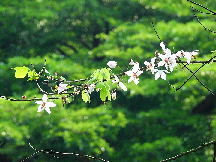 泰國櫻花花旗木,桃花陣雨綻放六龜天台山黃金寶殿。