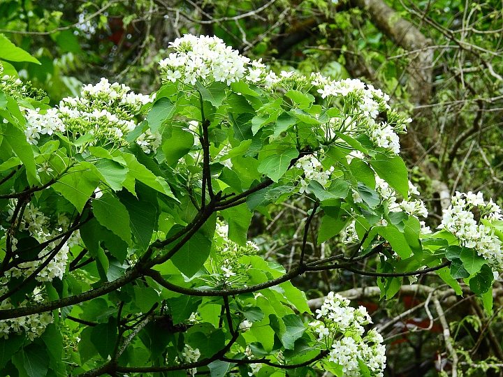 來涼山瀑布吧!油桐花兒開開正漂亮!