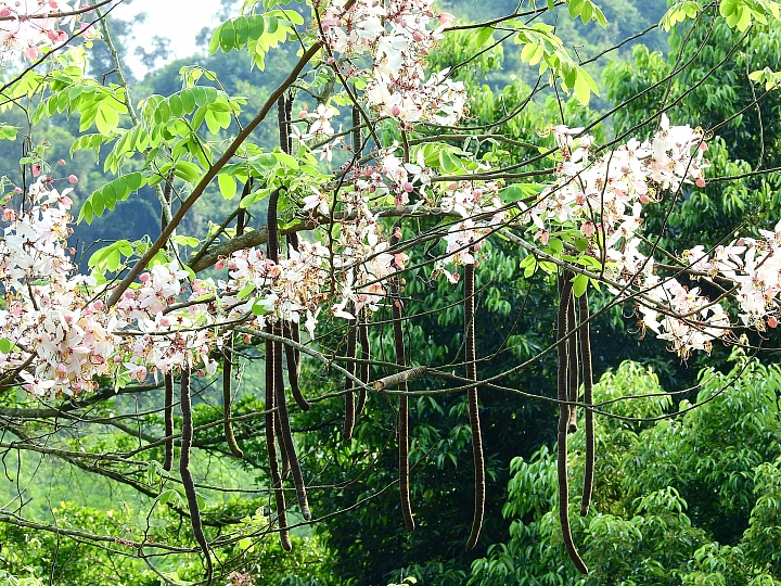 泰國櫻花花旗木,桃花陣雨綻放六龜天台山黃金寶殿。