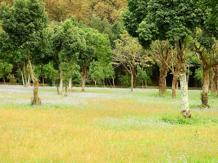 泰國櫻花花旗木,桃花陣雨綻放六龜天台山黃金寶殿。