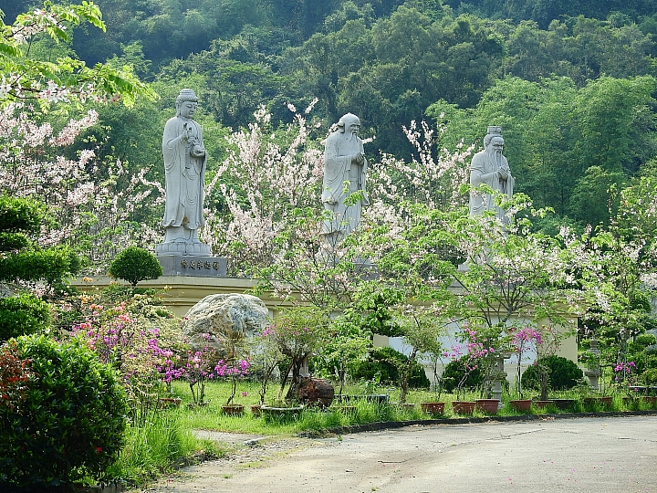 泰國櫻花花旗木,桃花陣雨綻放六龜天台山黃金寶殿。