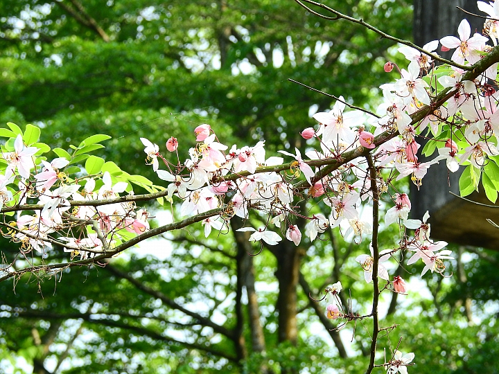 泰國櫻花花旗木,桃花陣雨綻放六龜天台山黃金寶殿。
