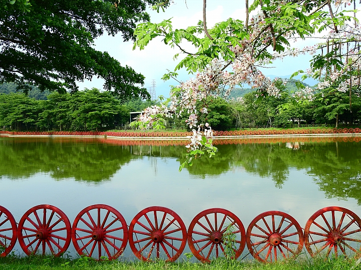 泰國櫻花花旗木,桃花陣雨綻放六龜天台山黃金寶殿。