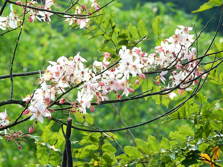 泰國櫻花花旗木,桃花陣雨綻放六龜天台山黃金寶殿。