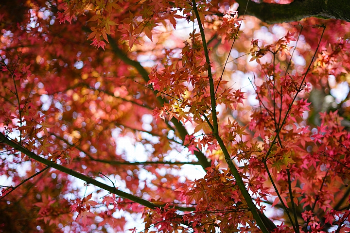 FE首顆平價大光圈鏡頭登場‧Sony FE 50mm f/1.8