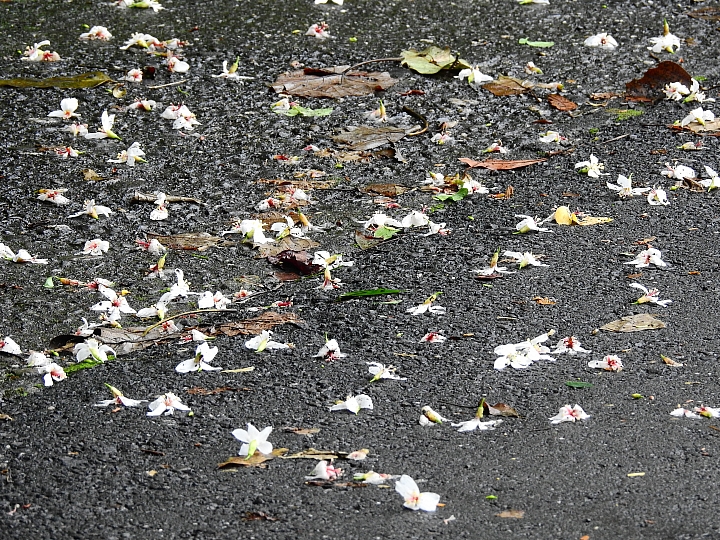 來涼山瀑布吧!油桐花兒開開正漂亮!