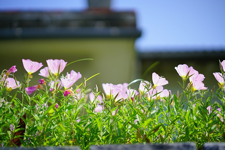 FE首顆平價大光圈鏡頭登場‧Sony FE 50mm f/1.8