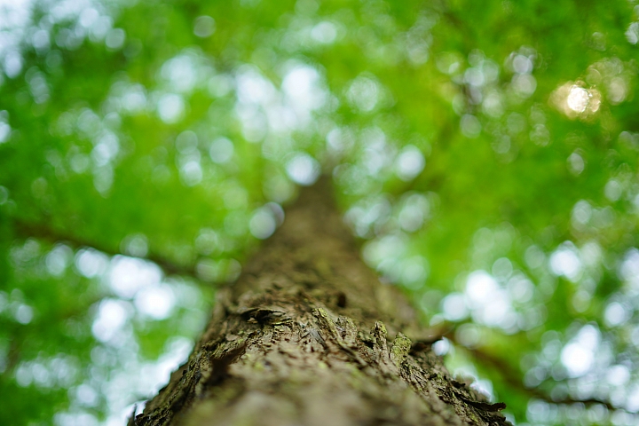 FE首顆平價大光圈鏡頭登場‧Sony FE 50mm f/1.8