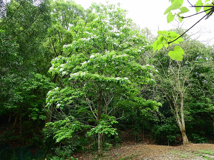 來涼山瀑布吧!油桐花兒開開正漂亮!