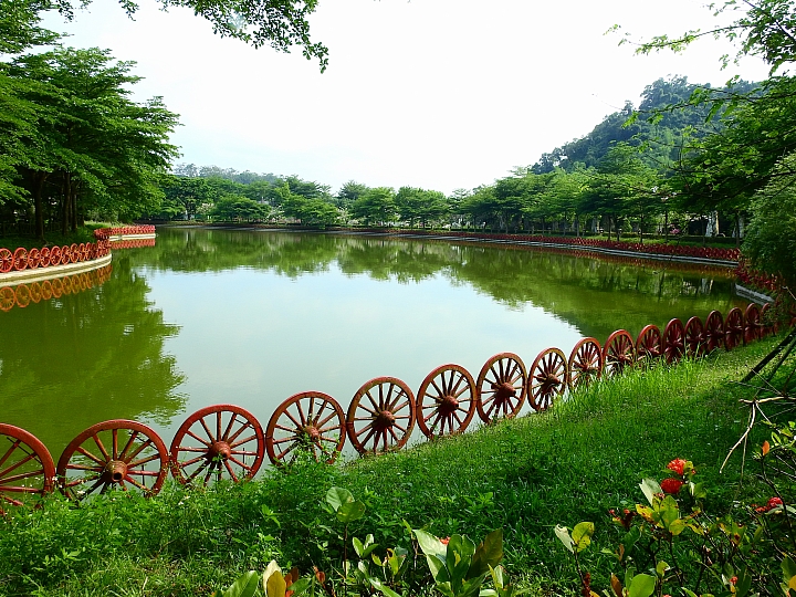 泰國櫻花花旗木,桃花陣雨綻放六龜天台山黃金寶殿。