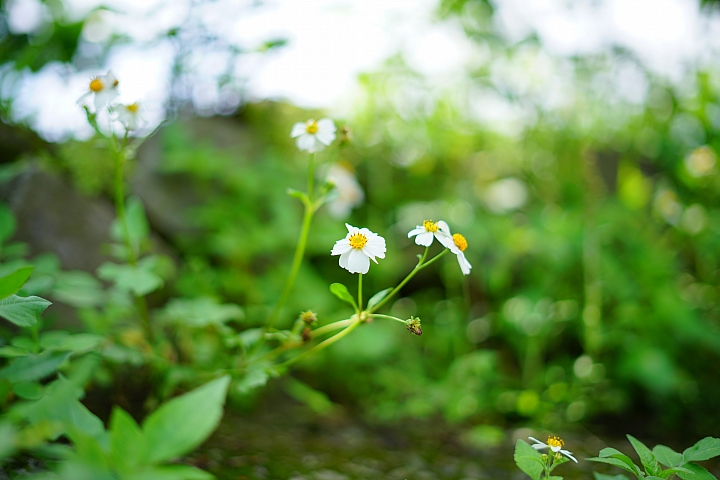 FE首顆平價大光圈鏡頭登場‧Sony FE 50mm f/1.8