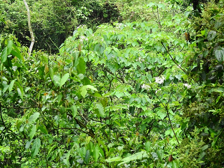 來涼山瀑布吧!油桐花兒開開正漂亮!