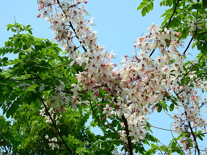 泰國櫻花花旗木,桃花陣雨綻放六龜天台山黃金寶殿。