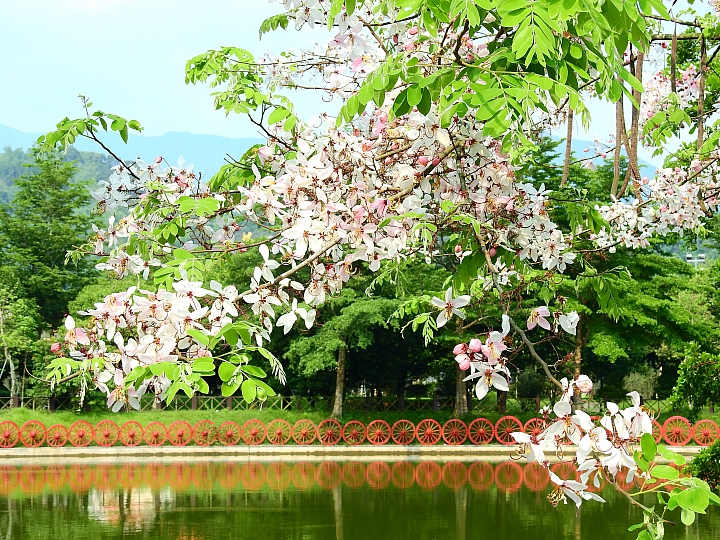 泰國櫻花花旗木,桃花陣雨綻放六龜天台山黃金寶殿。