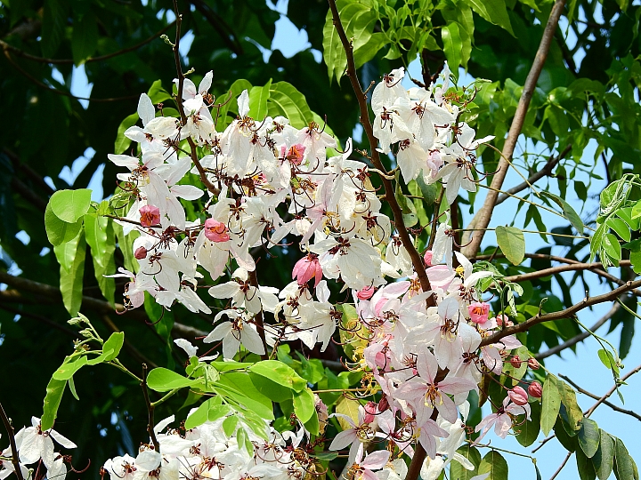 泰國櫻花花旗木,桃花陣雨綻放六龜天台山黃金寶殿。