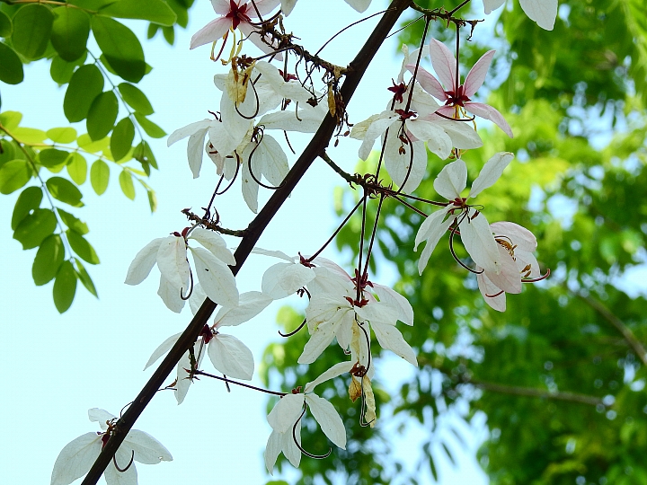 泰國櫻花花旗木,桃花陣雨綻放六龜天台山黃金寶殿。