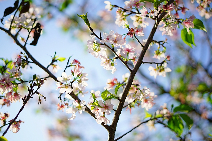 FE首顆平價大光圈鏡頭登場‧Sony FE 50mm f/1.8