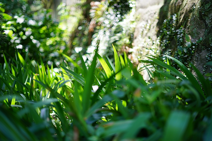 FE首顆平價大光圈鏡頭登場‧Sony FE 50mm f/1.8