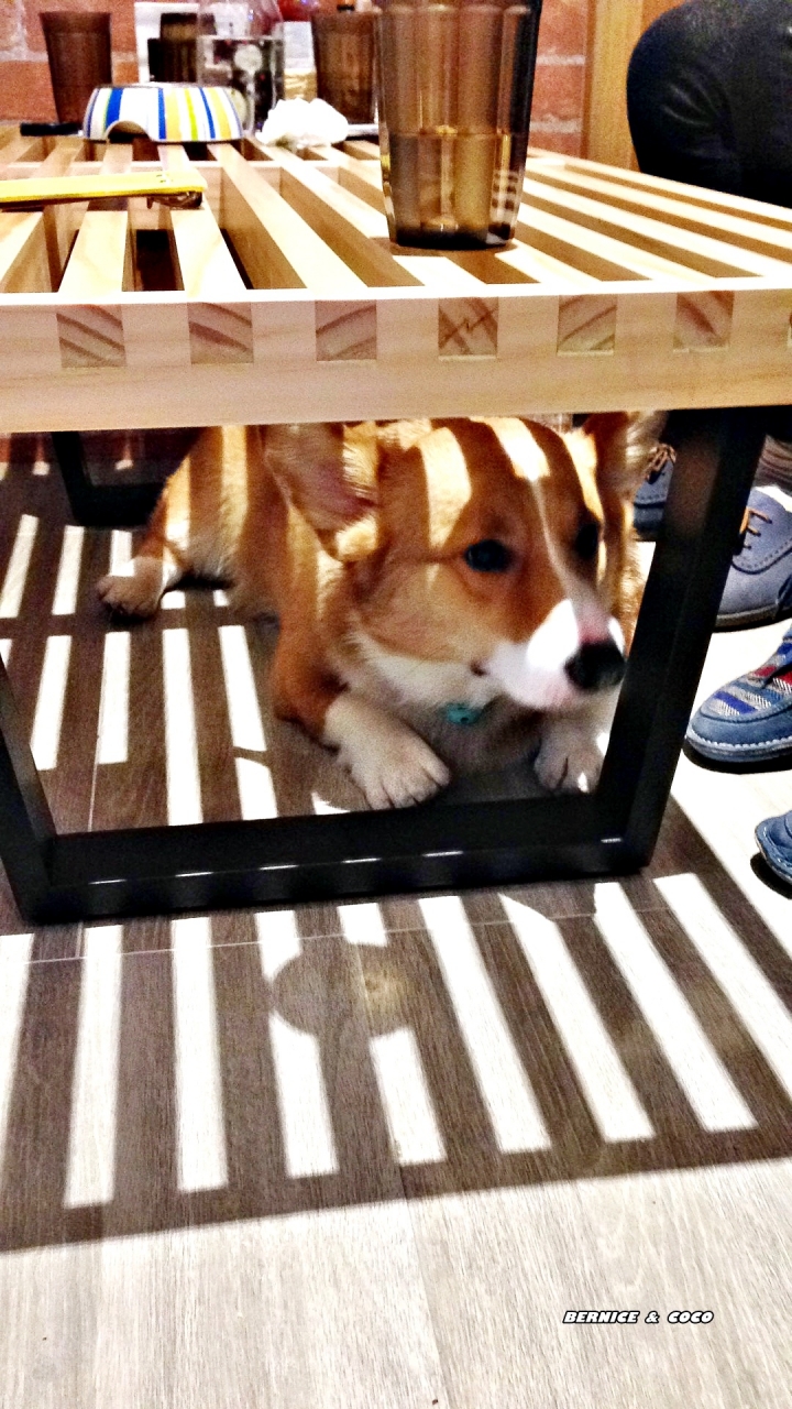(台北美食)跑飯店the Paw Hotel 寵物友善餐廳( tutti cafe濟南店)(捷運新生站)