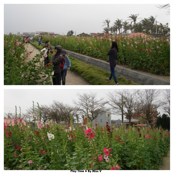 【台南∣私房景點】老塘湖藝術村&學甲蜀葵花海,開啟連假行程的學甲一日輕旅行!!