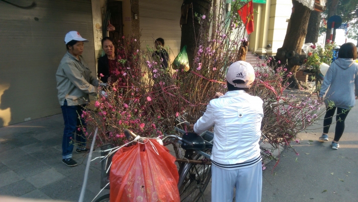 【越南河內Hanoi】越南也過農曆年Tet Festival