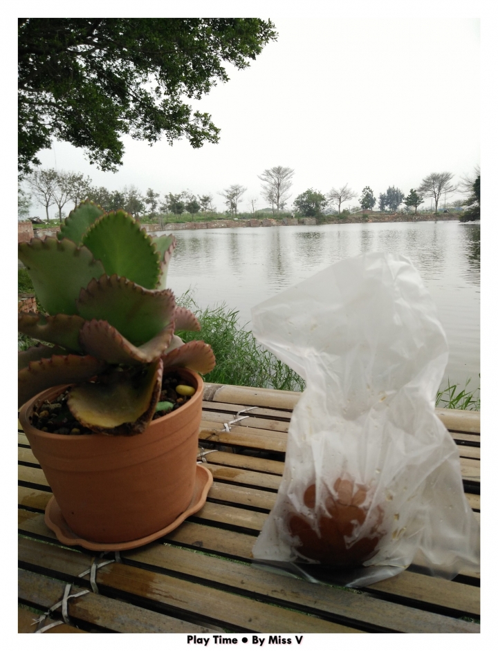 【台南∣私房景點】老塘湖藝術村&學甲蜀葵花海,開啟連假行程的學甲一日輕旅行!!