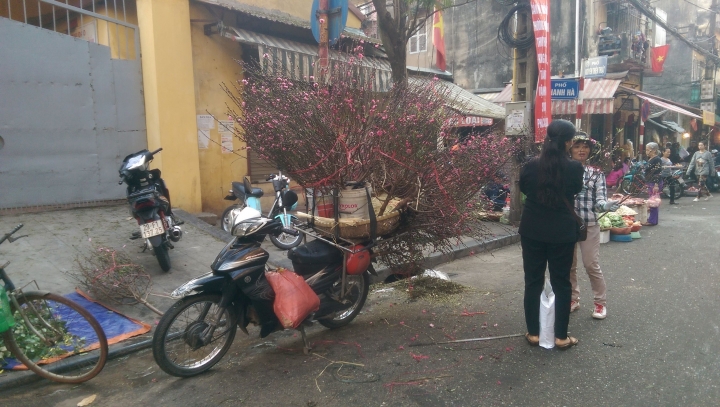 【越南河內Hanoi】越南也過農曆年Tet Festival
