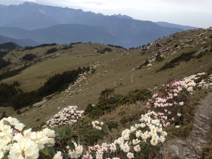 《魅影夜蝶 極限花園》南湖大山與雪山週休假期花季行