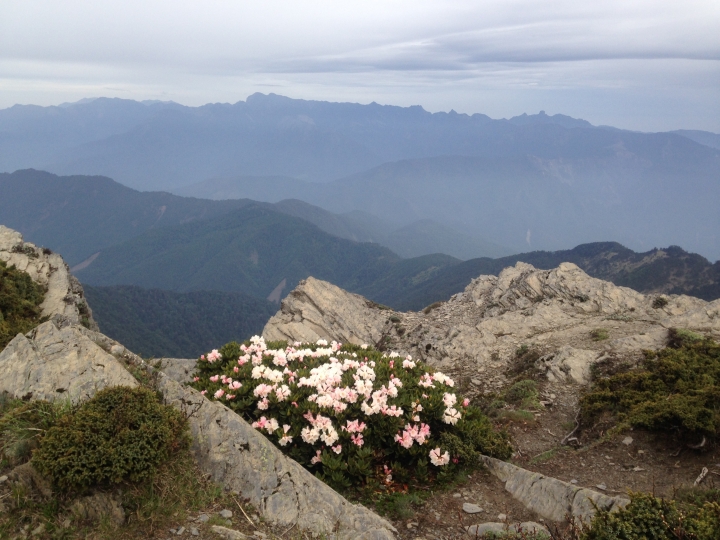《魅影夜蝶 極限花園》南湖大山與雪山週休假期花季行