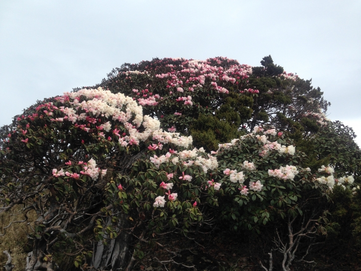 《魅影夜蝶 極限花園》南湖大山與雪山週休假期花季行