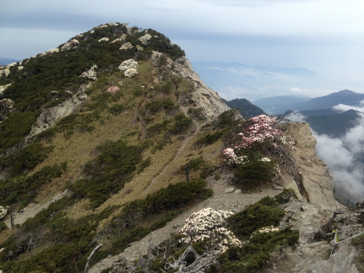 《魅影夜蝶 極限花園》南湖大山與雪山週休假期花季行