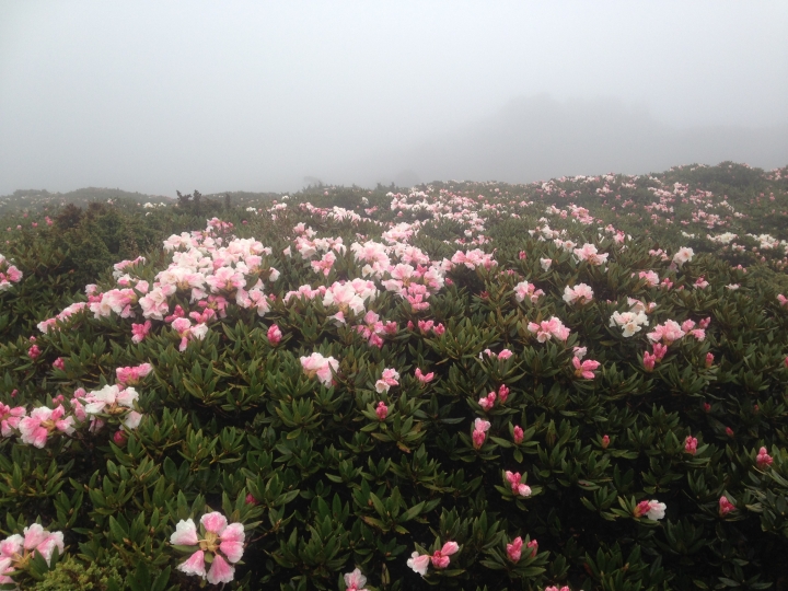 《魅影夜蝶 極限花園》南湖大山與雪山週休假期花季行