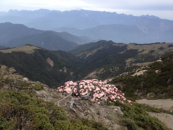《魅影夜蝶 極限花園》南湖大山與雪山週休假期花季行