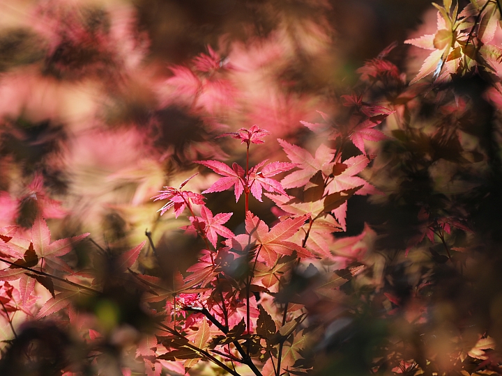 等效600mm 遠近通吃‧Olympus M.ZUIKO DIGITAL ED 300mm F4.0 IS PRO