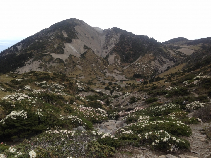 《魅影夜蝶 極限花園》南湖大山與雪山週休假期花季行