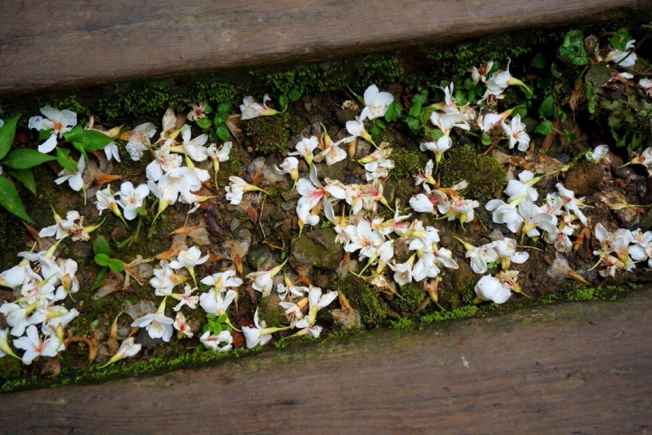 【新北】初次邂逅五月雪!土城承天禪寺、桐花公園賞桐花