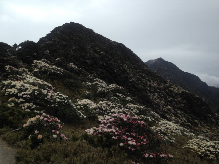 《魅影夜蝶 極限花園》南湖大山與雪山週休假期花季行