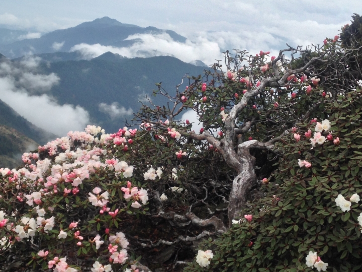 《魅影夜蝶 極限花園》南湖大山與雪山週休假期花季行
