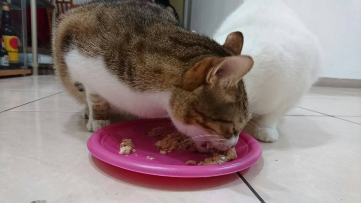 德國卡尼罐頭台灣也有囉~ 超快速開箱