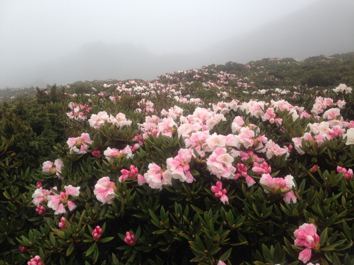 《魅影夜蝶 極限花園》南湖大山與雪山週休假期花季行