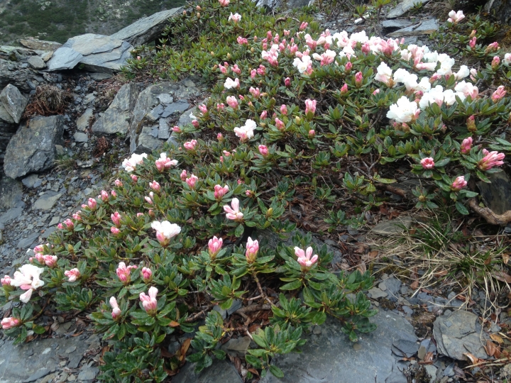 《魅影夜蝶 極限花園》南湖大山與雪山週休假期花季行