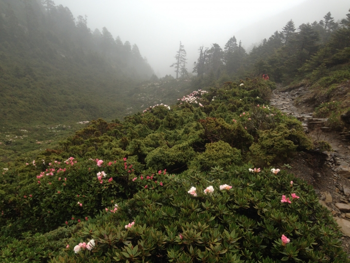 《魅影夜蝶 極限花園》南湖大山與雪山週休假期花季行