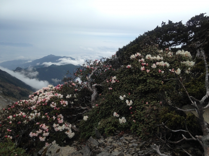 《魅影夜蝶 極限花園》南湖大山與雪山週休假期花季行