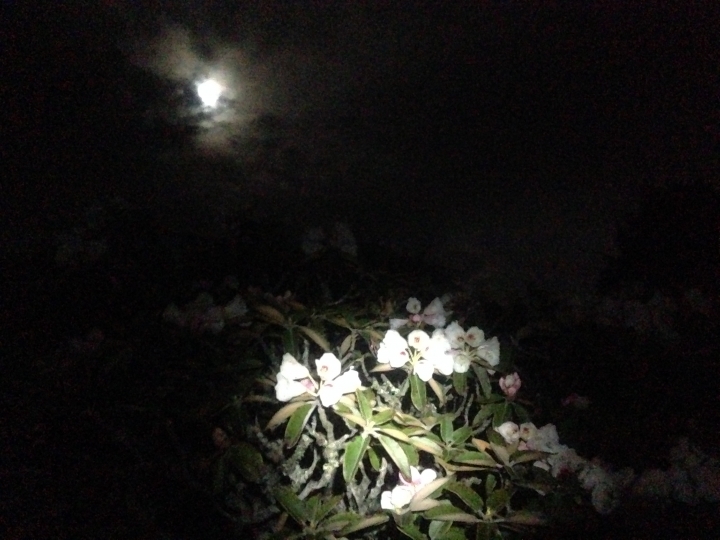 《魅影夜蝶 極限花園》南湖大山與雪山週休假期花季行